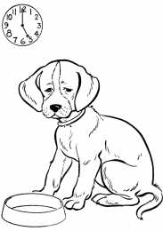 Собака Собака друг человека. Домашние животные