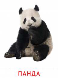 Животные Карточки животные