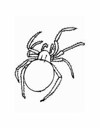 Насекомые Раскраски с насекомыми. Изучаем с ребенком окружающий мир