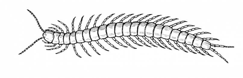 Насекомые Раскраски с насекомыми. Изучаем с ребенком окружающий мир