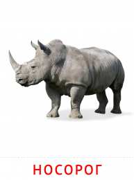 Животные Карточки животные