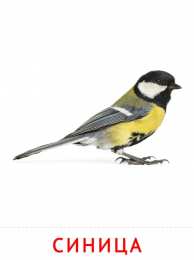 Птицы Карточки птицы