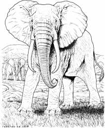 Слон Индийские и африканские слоны это животные с длинным хоботом