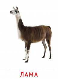 Животные Карточки животные