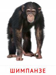 Животные Карточки животные