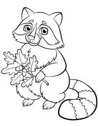 Енот Животное енот