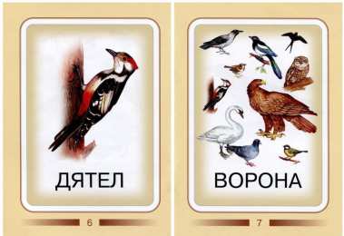Птицы Карточки для изучения птиц с детьми