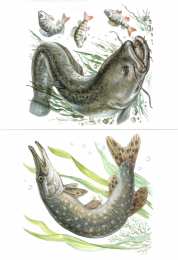 Рыбы Карточки с рыбами