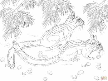 Бурундук бурундуки