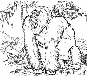 Горилла  Горилла. Большие обезьяны