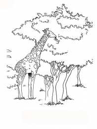 Жираф Животные Африки. Жираф