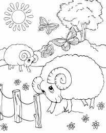 Барашек Баран. Раскраски с барашками