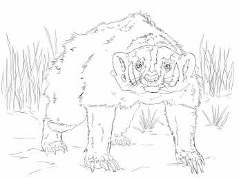 Барсук Барсук