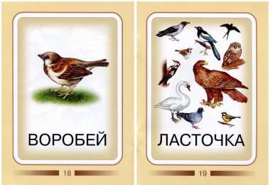 Птицы Карточки для изучения птиц с детьми