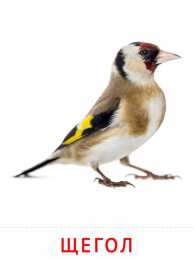 Птицы Карточки птицы