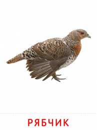 Птицы Карточки птицы