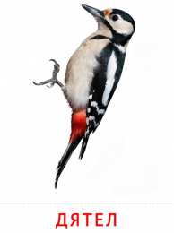 Птицы Карточки птицы