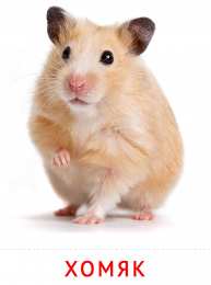 Животные Карточки животные