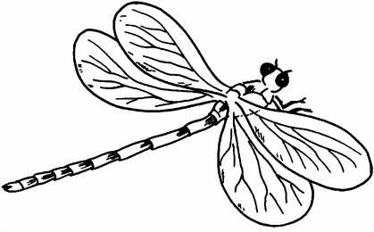 Насекомые Раскраски с насекомыми. Изучаем с ребенком окружающий мир