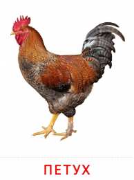 Птицы Карточки птицы