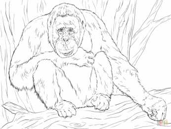 Орангутанг Обезьяна орангутанг. Самое умное животное после человека