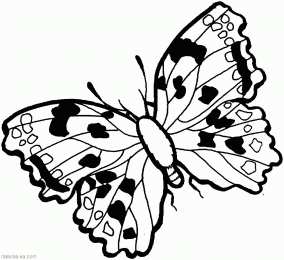 Бабочка красивые бабочки хорошего качества 