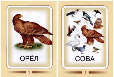 Птицы Карточки для изучения птиц с детьми