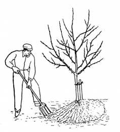 Сажаем деревья Посадка новых деревьев. Раскраски по окружающему миру