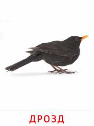 Птицы Карточки птицы