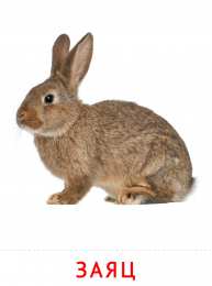 Животные Карточки животные