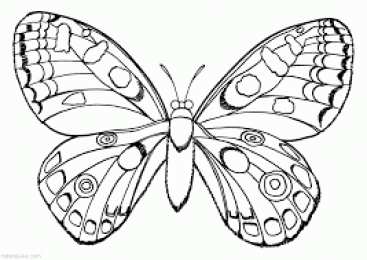 Бабочка красивые бабочки хорошего качества 