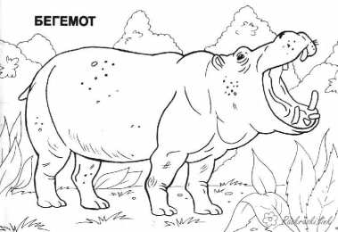 Бегемот Бегемоты это животные с огромной пастью живущие в болотах
