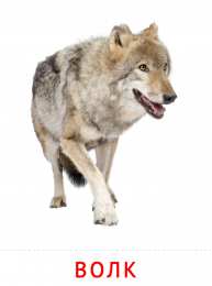 Животные Карточки животные