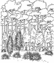 Лес Знакомство с окружающим миром. Раскраски с лесом для детей.