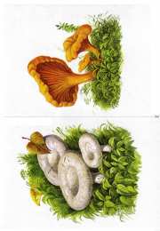 Окружающий мир Карточки с деревьями кустарниками листьями и грибами