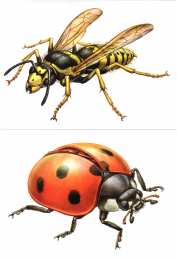  Карточки с насекомыми