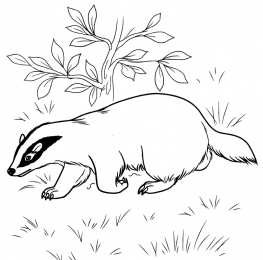 Животные по категориям Барсук