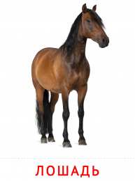 Карточки животные