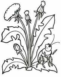 Раскраски про лето