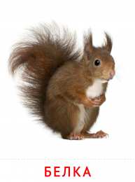 Карточки животные