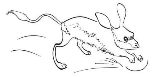 тушканчик. Животные степей. Грызуны