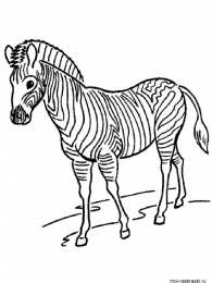 Полосатая зебра