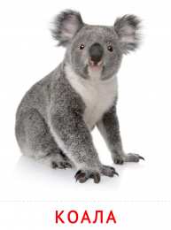 Карточки животные