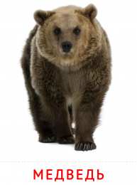 Карточки животные